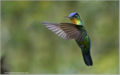 Fiery-throated Hummingbird (Panterpe insignis) by Raymond Barlow