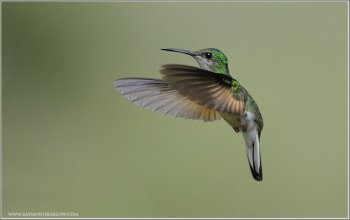 Stripe-tailed Hummingbird (Eupherusa eximia) Female by Raymond Barlow