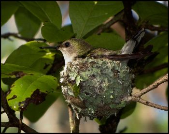 Vervain Hummingbird (Mellisuga minima) ©WikiC