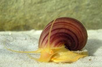 Apple Snail - (Ampullariidae, common name the apple snails) WikiC