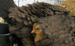 Lee’s Three-Word Wednesday – Under His&nbsp;Wings