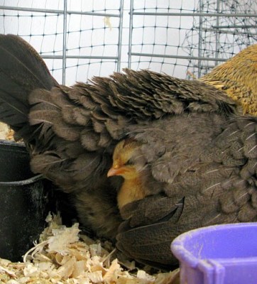 Baby Chick Peeping Out From Under His Mom's Wing - CC