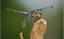 The Amazing Mosquito Hawk&nbsp;Video
