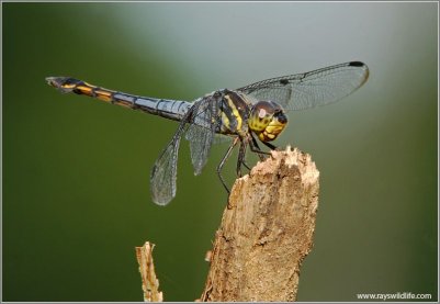 Dragonfly by Raymond Barlow