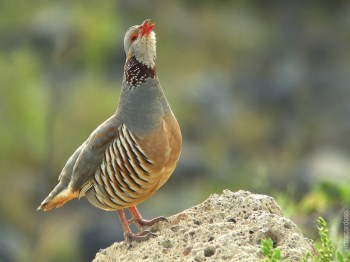 Barbary Partridge (Alectoris barbara koenigi) Pixdaus