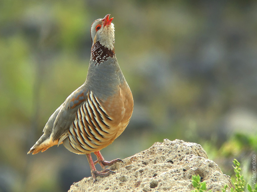 Barbary Partridge (Alectoris barbara koenigi) Pixdaus