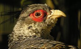 Avian And Attributes –&nbsp;Cheer