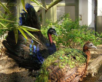 Congo Peafowl (Afropavo congensis) M F ©WikiC