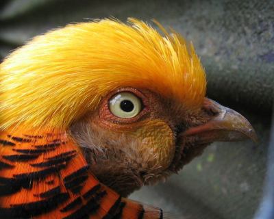 Golden Pheasant (Chrysolophus pictus) ©WikiC