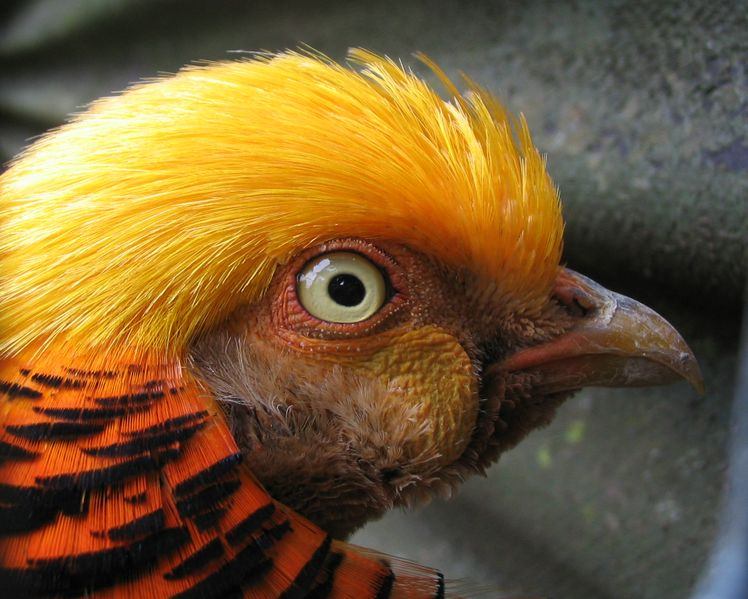 Golden Pheasant (Chrysolophus pictus) ©WikiC