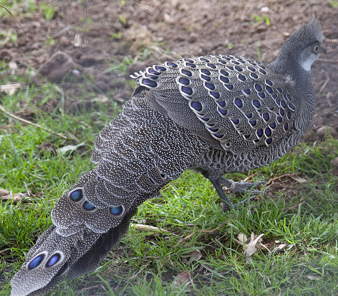 Grey Peacock-Pheasant (Polyplectron bicalcaratum) ©WikiC