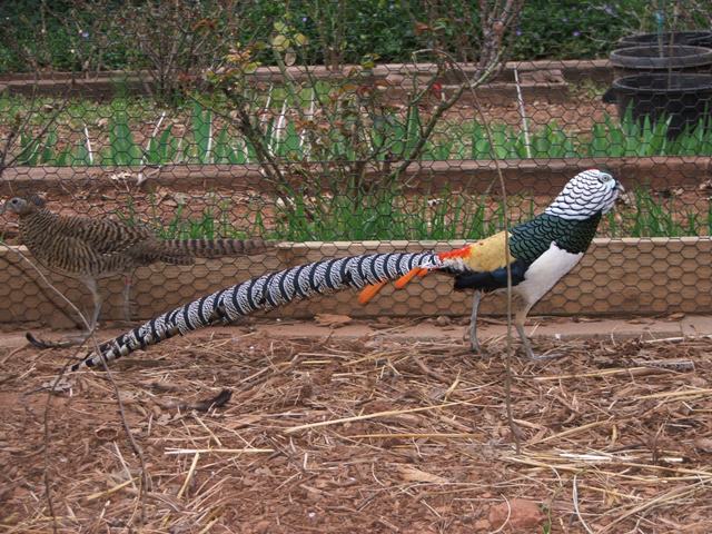 Lady Amherst's Pheasant (Chrysolophus amherstiae) ©GNU