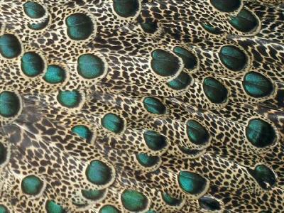 Malayan Peacock-Pheasant (Polyplectron malacense) Feathers ©WikiC