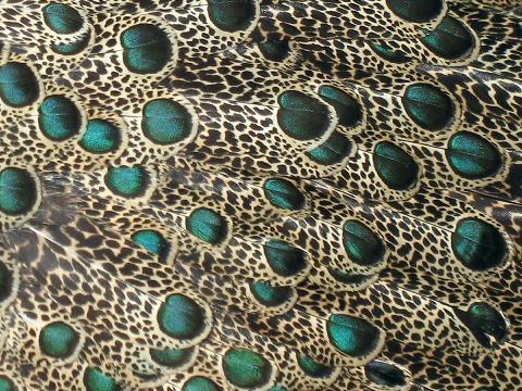 Malayan Peacock-Pheasant (Polyplectron malacense) Feathers ©WikiC