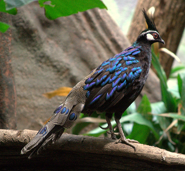 Palawan Peacock-Pheasant (Polyplectron napoleonis) M ©WikiC