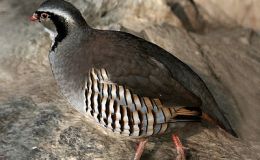 Rock Partridges:  Lessons About Hunting And&nbsp;Hatching