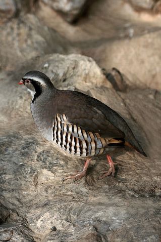 Rock Partridge (Alectoris graeca) WikiC