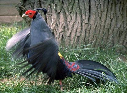 Siamese Fireback (Lophura diardi) ©WikiC