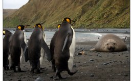 Penguin Disappearing – Creation&nbsp;Moments