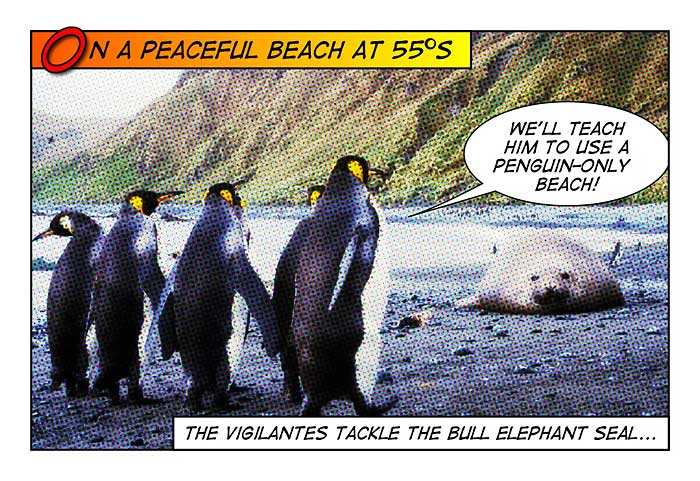 King Penguin (Aptenodytes patagonicus) 7 by Ian