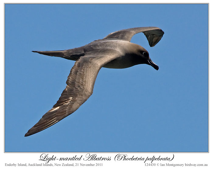 Light-mantled Albatross (Phoebetria palpebrata) by Ian 1