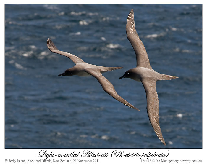 Light-mantled Albatross (Phoebetria palpebrata) by Ian 3