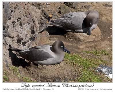 Light-mantled Albatross (Phoebetria palpebrata) by Ian