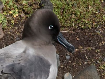 Light-mantled Albatross (Phoebetria palpebrata) by Ian 5