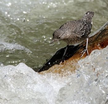 Brown Dipper (Cinclus pallasii) ©WikiC