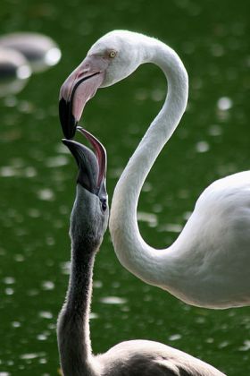 Greater Flamingo (Phoenicopterus roseus) - One Greater Flamingo-chick in Zoo Basel is fed on crop milk.