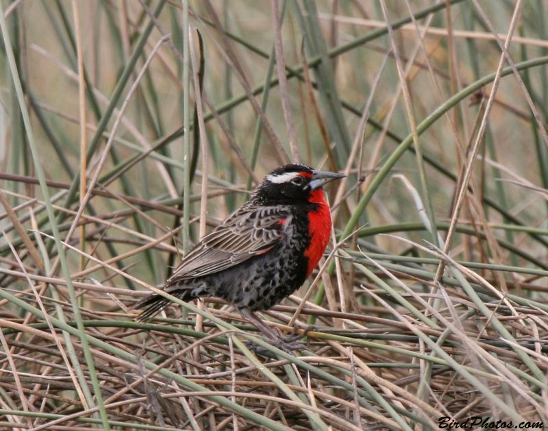 Peruvian Meadowlark (Sturnella bellicosa) By BirdPhotos.Com