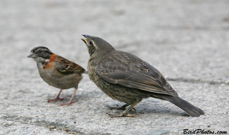 Shiny Cowbird (Molothrus bonariensis venezuelensis) juv by BirdPhotosCom