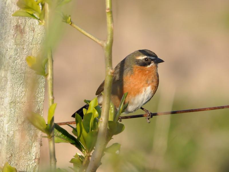 Black-and-rufous Warbling Finch (Poospiza nigrorufa) ©BirdPhotos.com