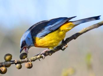 Blue-and-yellow Tanager (Thraupis bonariensis bonariensis) ©BirdPhotos.com
