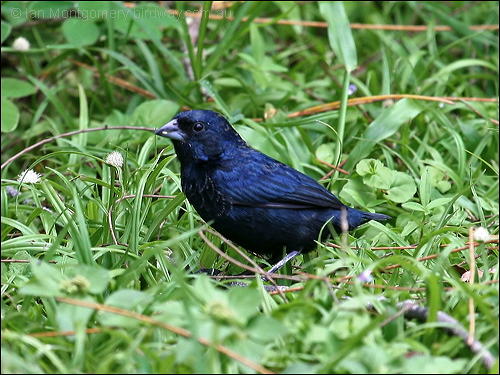 Blue-black Grassquit (Volatinia jacarina) by Ian