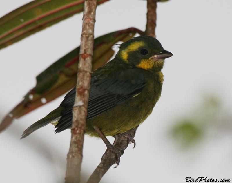Gold-ringed Tanager (Bangsia aureocincta) Endangered Juvenile ©BirdPhotos.com
