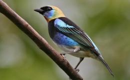 Sunday Inspiration – Thraupidae – Tanagers and Allies&nbsp;IV