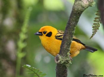 Golden Tanager (Tangara arthus goodsoni) ©BirdPhotos.com Golden Tanager (Tangara arthus goodsoni) ©BirdPhotos.com