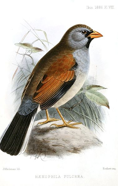 Great Inca Finch (Incaspiza pulchra) Drawing ©WikiC