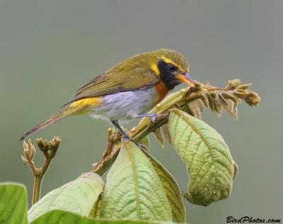 Guira Tanager (Hemithraupis guira) Male ©BirdPhotos.com