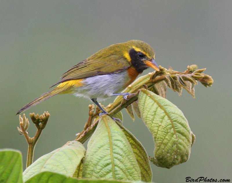 Guira Tanager (Hemithraupis guira) Male ©BirdPhotos.com