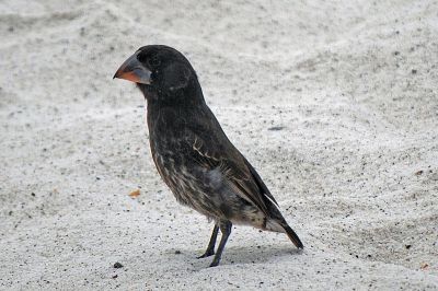 Large Cactus Finch (Geospiza conirostris) ©WikiC