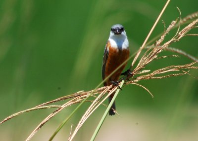 Marsh Seedeater (Sporophila palustris) ©WikiC