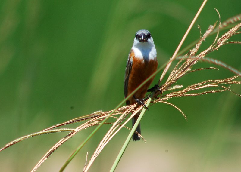 Marsh Seedeater (Sporophila palustris) ©WikiC