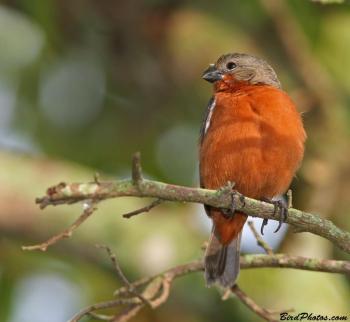 Ruddy-breasted Seedeater (Sporophila minuta) ©BirdPhotos.com