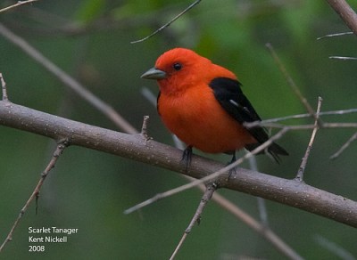 Scarlet Tanager (Piranga olivacea) by Kent Nickell