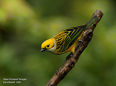 Silver-throated Tanager (Tangara icterocephala) by Kent Nickell
