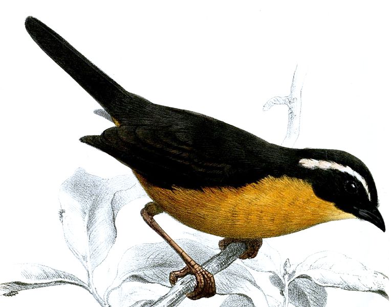 Slaty-backed Hemispingus (Hemispingus goeringi) Drawing ©WikiC