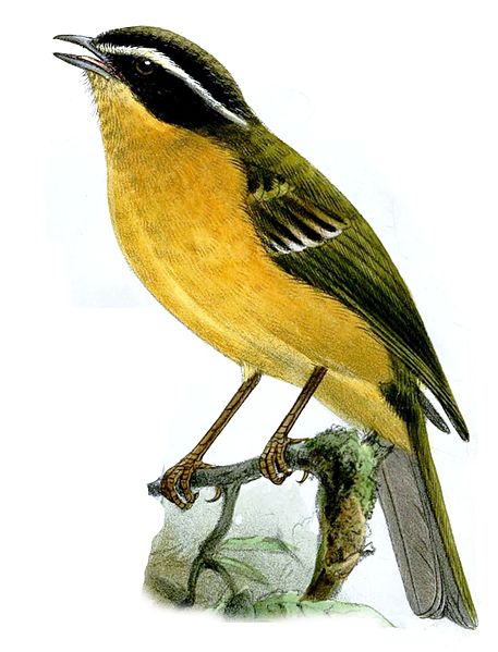 Three-striped Hemispingus (Hemispingus trifasciatus) Drawing ©WikiC