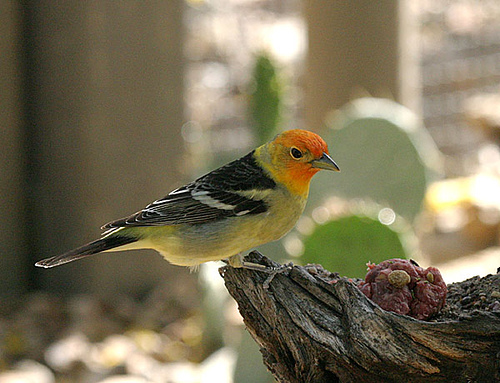 Western Tanager (Piranga ludoviciana) by Kent Nickell